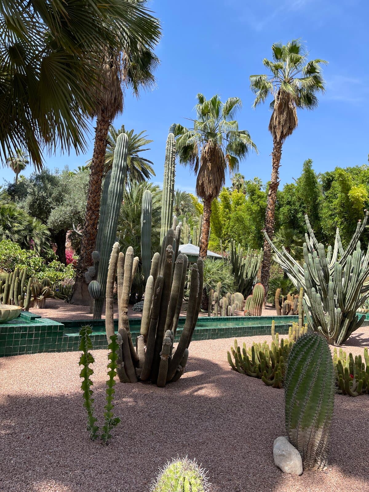 Cactus garden at Majorelle