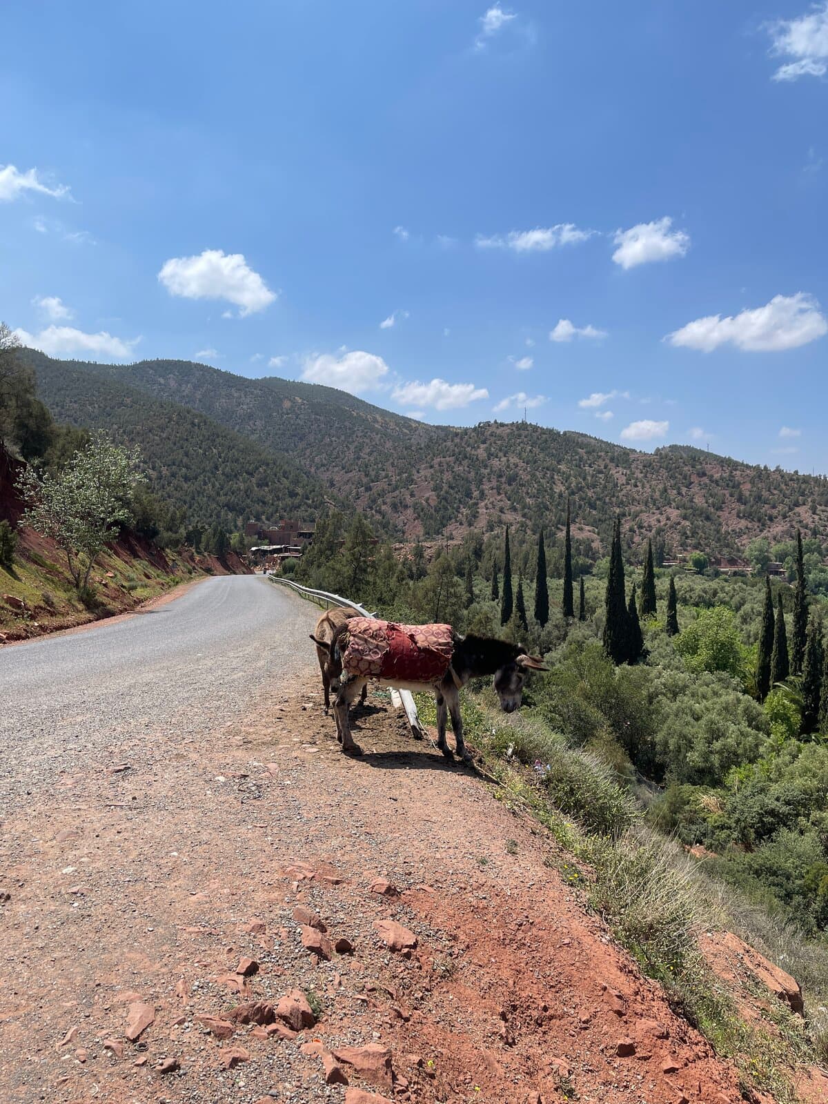Donkey on mountain road